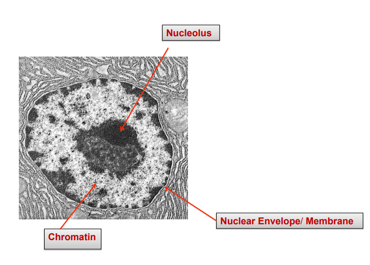 <ul><li><p>Membrane bound spherical structure</p></li><li><p>Control centre: contains genetic information that controls all cell activities</p></li><li><p>stores genetic information on chromosomes that contain DNA that carries instructions for cell activity</p></li><li><p>has chromatin: DNA in a compact dense structure to fit inside nucleus </p></li><li><p>DNA is copied when cell divides to ensure each cell has a full set of chromosomes</p></li><li><p>surrounded by nuclear envelope/membrane: acts as a physical barrier between nucleus and cytoplasm and allows molecular processes like transport and cell division</p></li></ul><p></p>