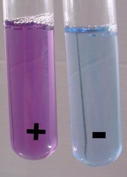 <p>tests for proteins, binds to peptide bonds<br>Blue ------&gt; purple<br>(-) (+)</p>