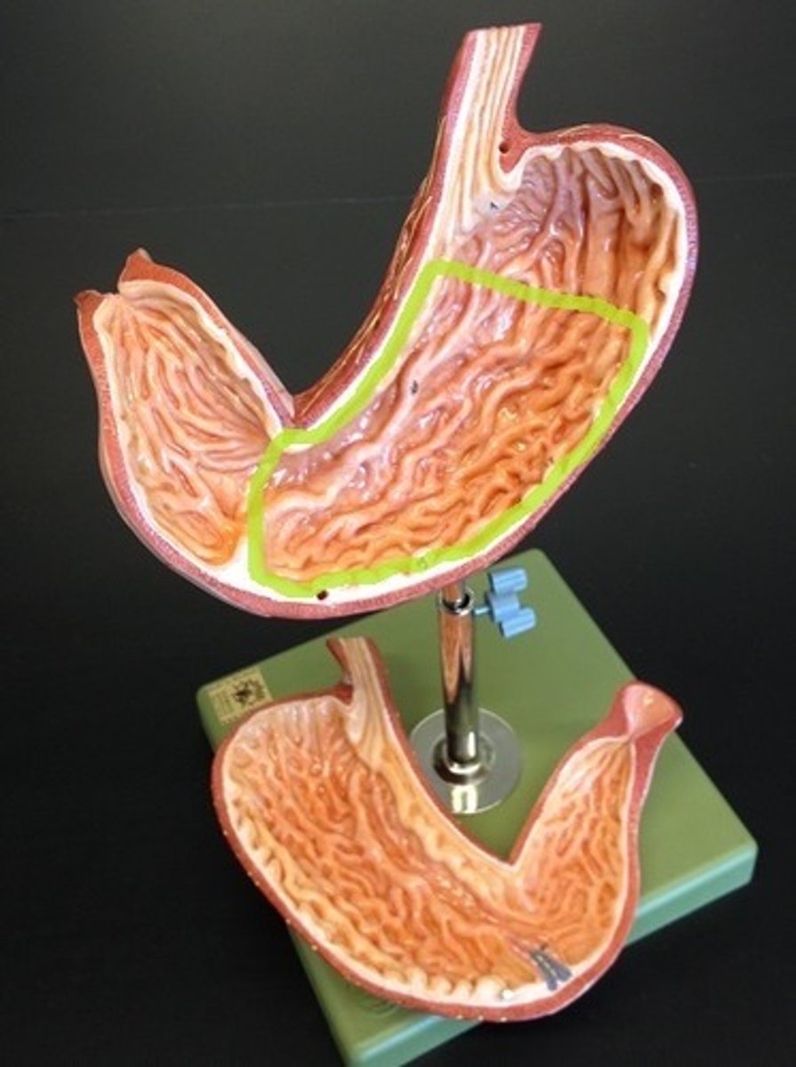 <p>The main part of the stomach.</p>