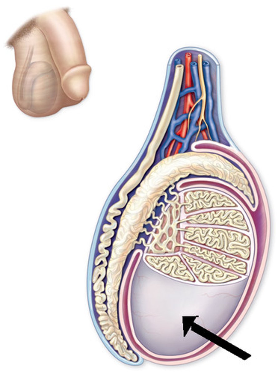 <p>white fibrous capsule on testes</p>