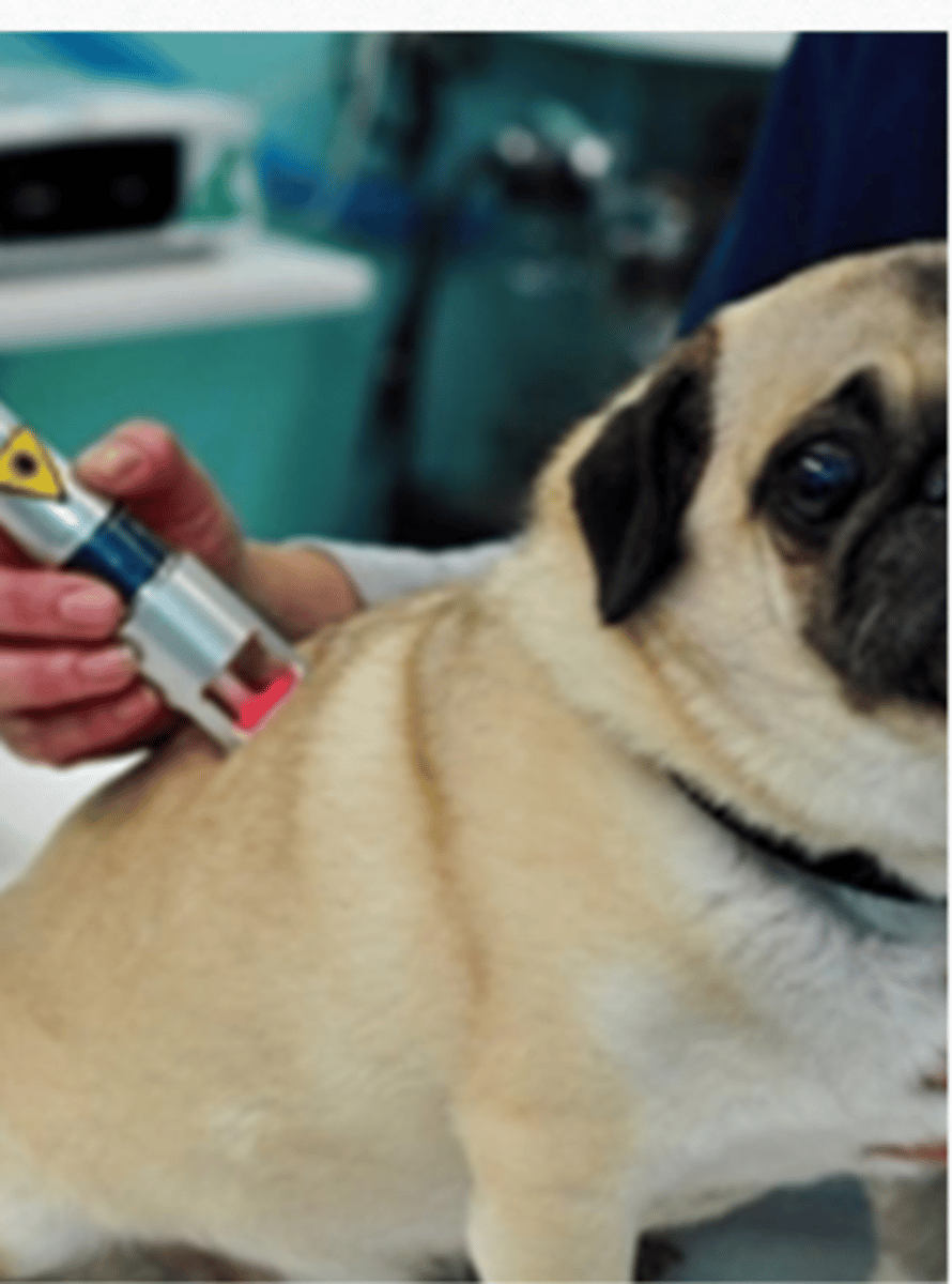 <p>what is photobiomodulation</p>