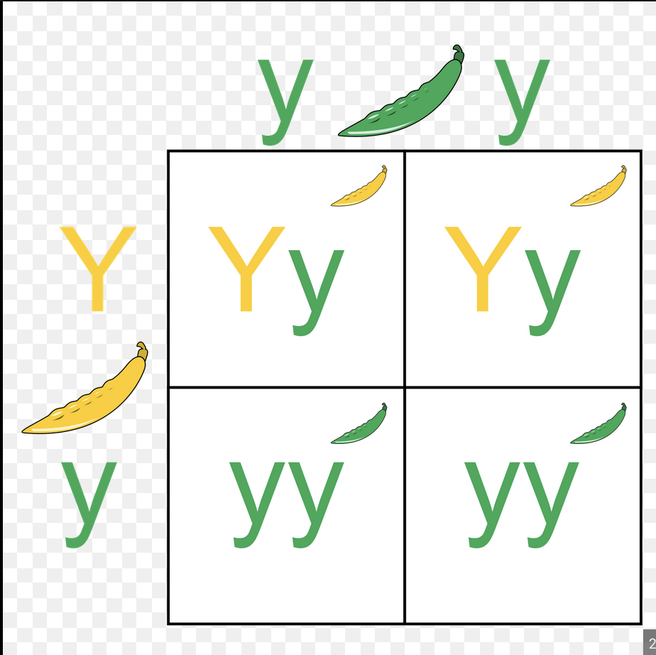 <p>Genotype ratios: 25% YY 50% Yy 25% yy = <strong>1:2:1</strong></p><p>Phenotype ratios: 75% Yellow 25% Green = <strong>3:1</strong></p>