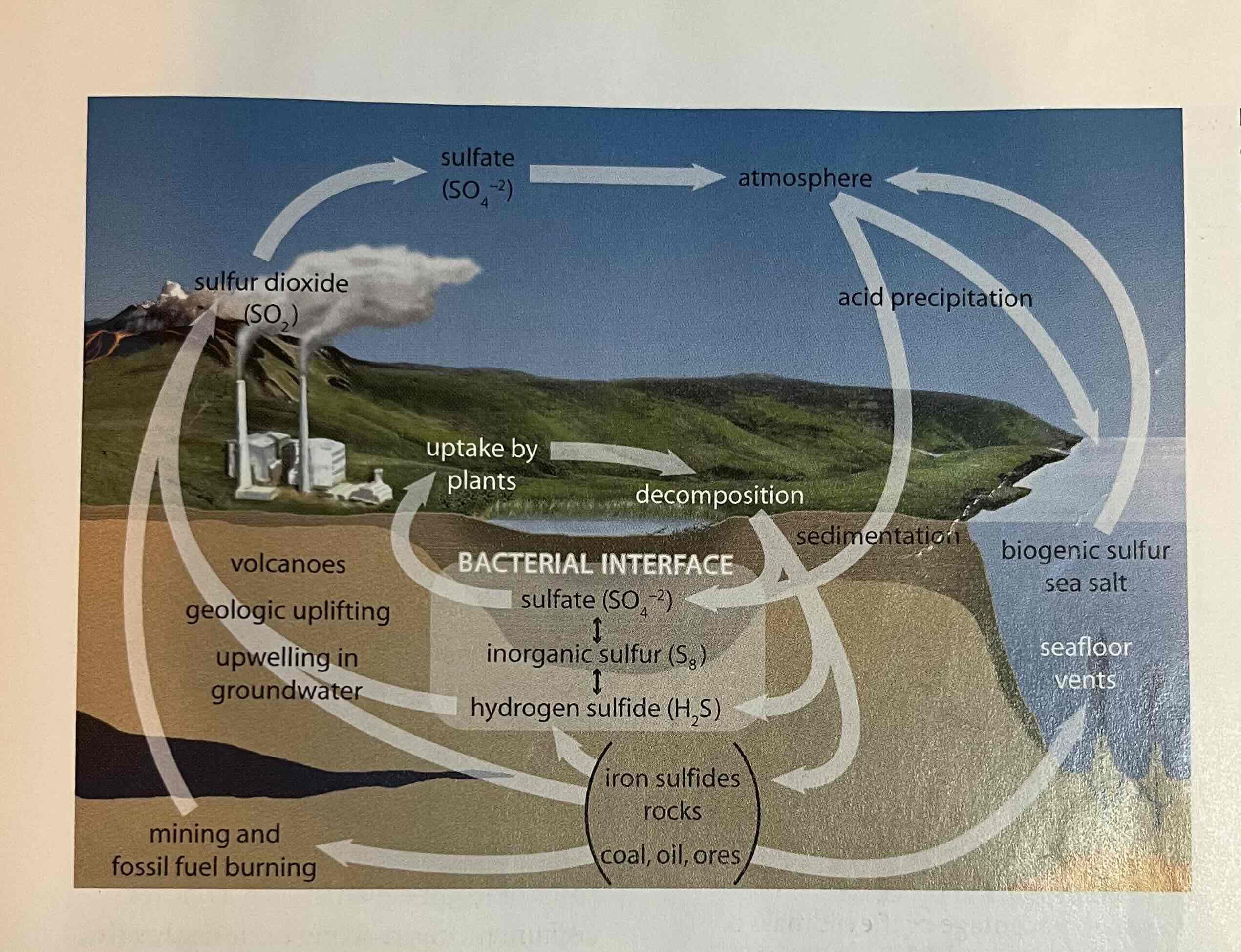 <p>volcanoes, weathering, and mining coal can release sulfur into the atmosphere as sulfur dioxide (SO2)</p>