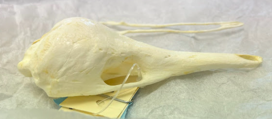 <p>Short-beaked Echidna</p><p>Monotremata</p><p>Tachyglossidae</p>