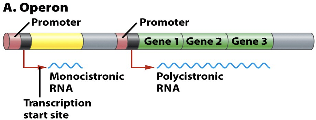<p>One single gene (yellow) makes a monocistronic message (for one protein). An operons of three genes (green) makes a polycistronic message. </p>