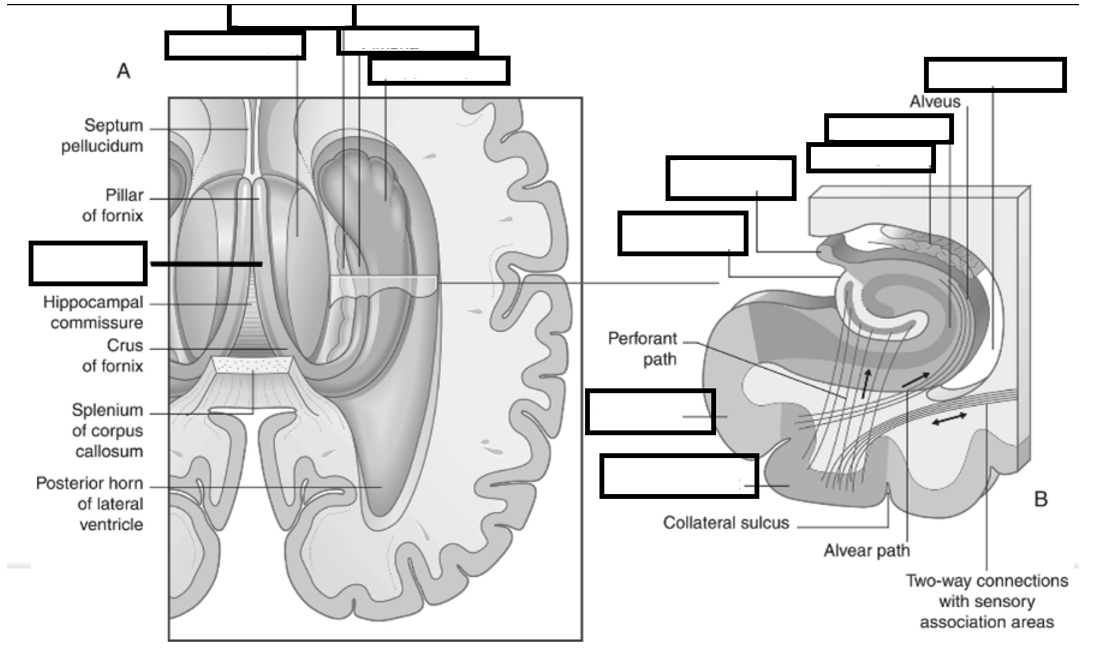 <p>Hoe is de hippocampus gestructureerd? Duid de onderdelen aan</p>