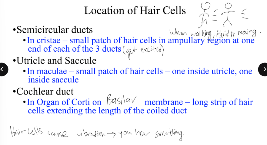 <p>Where can you find hair cells? </p>