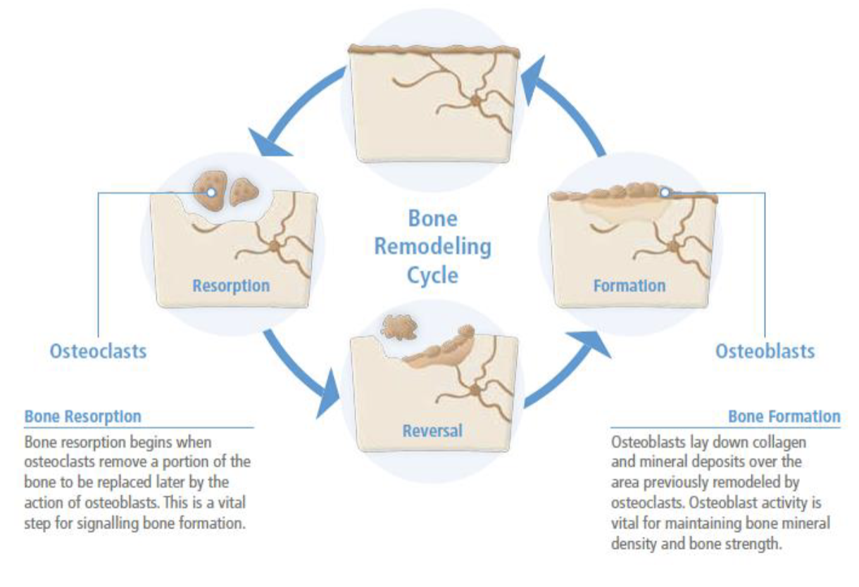 <p>Osteoblasts - bone building cells</p><p>Osteoclasts - bone breakdwon or resorption cells</p><p>Osteocytes - mature bone cells (25 year half life)</p>