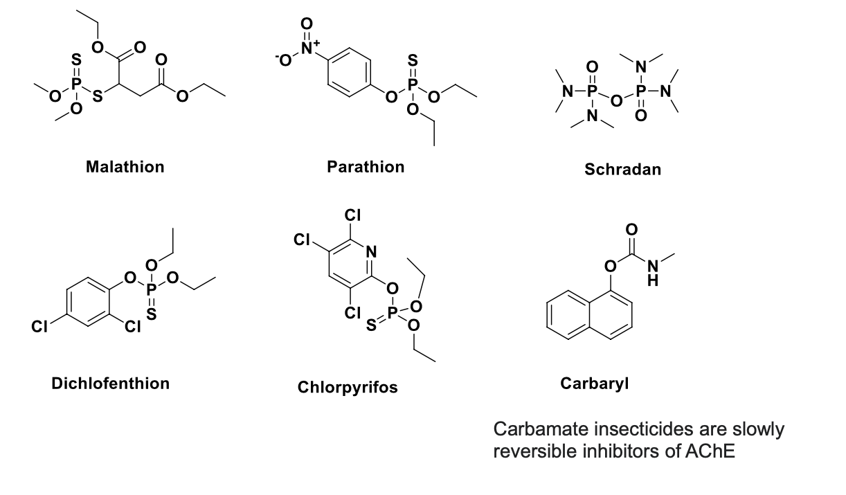 <ul><li><p>malathion</p></li><li><p>parathion</p></li><li><p>schradan</p></li><li><p>dichlofenthion</p></li><li><p>chlorpyrifos</p></li><li><p>carbaryl</p></li><li><p>carbamate insecticides = slowly reversible inhibitors of AChE</p></li></ul><p></p>