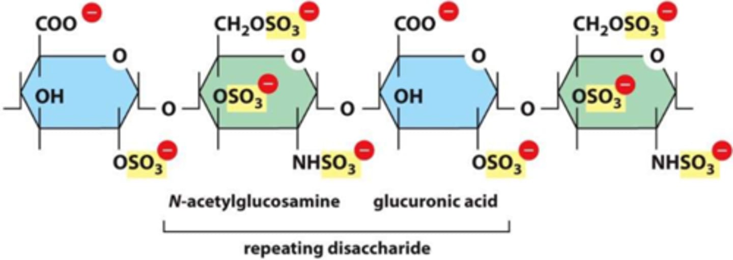 <p>- GAGs (mucopolysaccharides): repeating disaccharide chains; one of the sugars is an N-acetylated amino sugar</p><p>- proteoglycans: aggregates of glycosaminoglycans attached to proteins; monomers consist of a core protein with chains of GAGs extending out from it; monomers then bind to a protein</p>