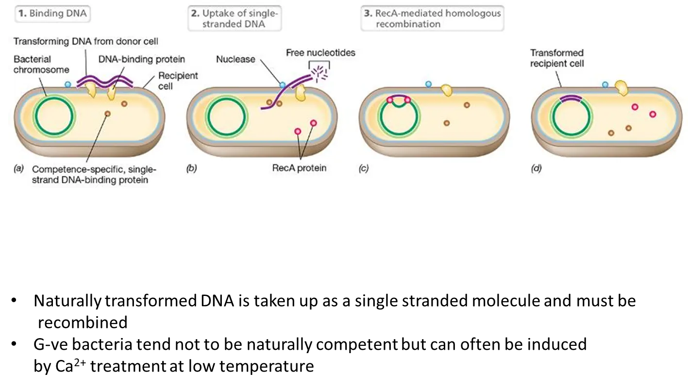 <ul><li><p>DNA from the donor cell is taken up as a single-stranded molecule (cut by single-stranded DNA binding proteins) and must be recombined by recA</p></li></ul><p></p><p>this happens most in G+ve bacteria</p><ul><li><p>G-ve bacteria can be artificially induced using calcium ion treatment (normally using self-replicating plasmids so they don’t have to be recombined, as this is an unnatural process)</p></li></ul><p></p>