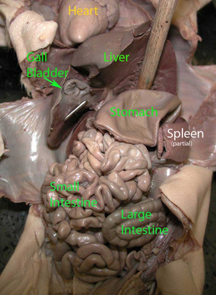 <p>DEFINITION</p><p>tube after the small intestine where liquid is absorbed</p>