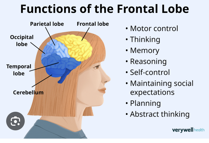 <p>Frontal (brain)</p>