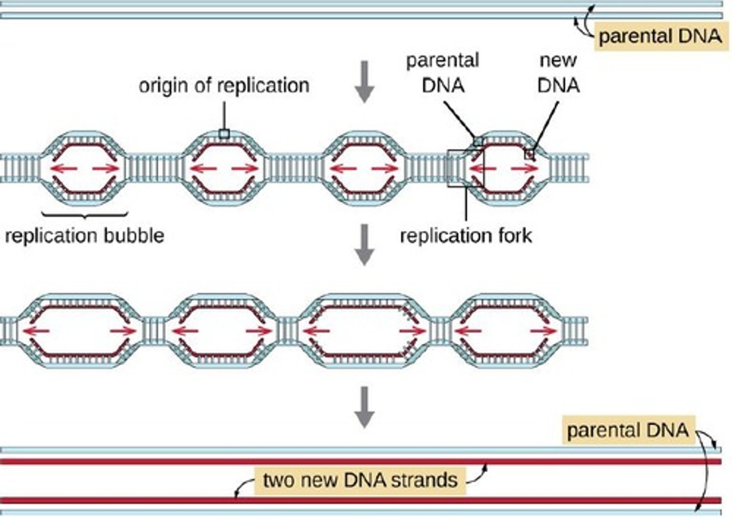 <p>A structure that forms after initiation of replication, containing two replication forks.</p>