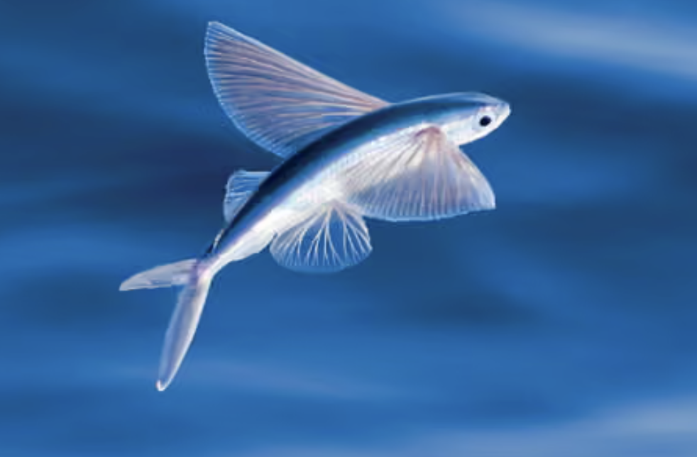 <p>flyingfishes</p><p></p><p>Key traits:</p><ul><li><p>74 spp, 9 in Hawaii</p></li></ul><ul><li><p>epipelagic oceanic to coastal, unique jaw protrusion</p></li><li><p>elongated pectorals that allow for gliding propelled by asymmetrical caudal</p></li><li><p>schooling planktivores, attatch eggs to floating objects</p></li></ul><p></p>