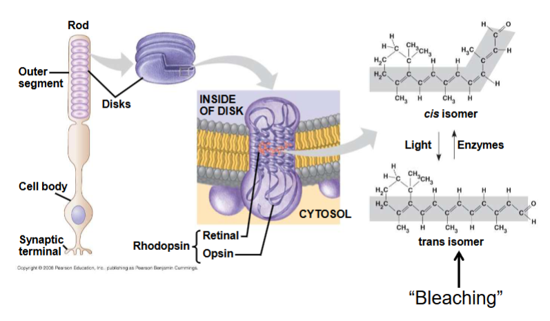<p><span><span>Phototransduction</span></span></p>