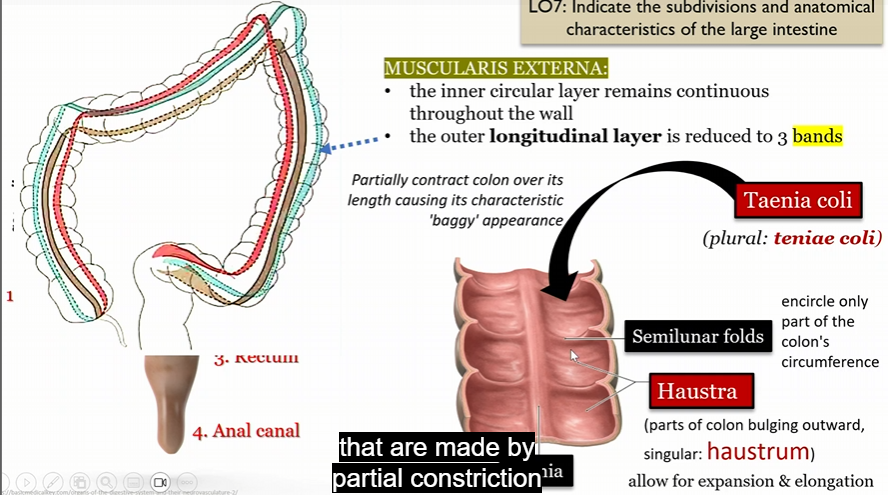<p>In large intestine</p>