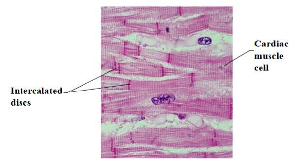 <ul><li><p><span style="background-color: transparent;"><span>Striated muscle cells connected by intercalated discs</span></span></p></li><li><p><span style="background-color: transparent;"><span>Some of the cells are adapted to conduct an impulse instead of contracting</span></span></p></li></ul><p></p>