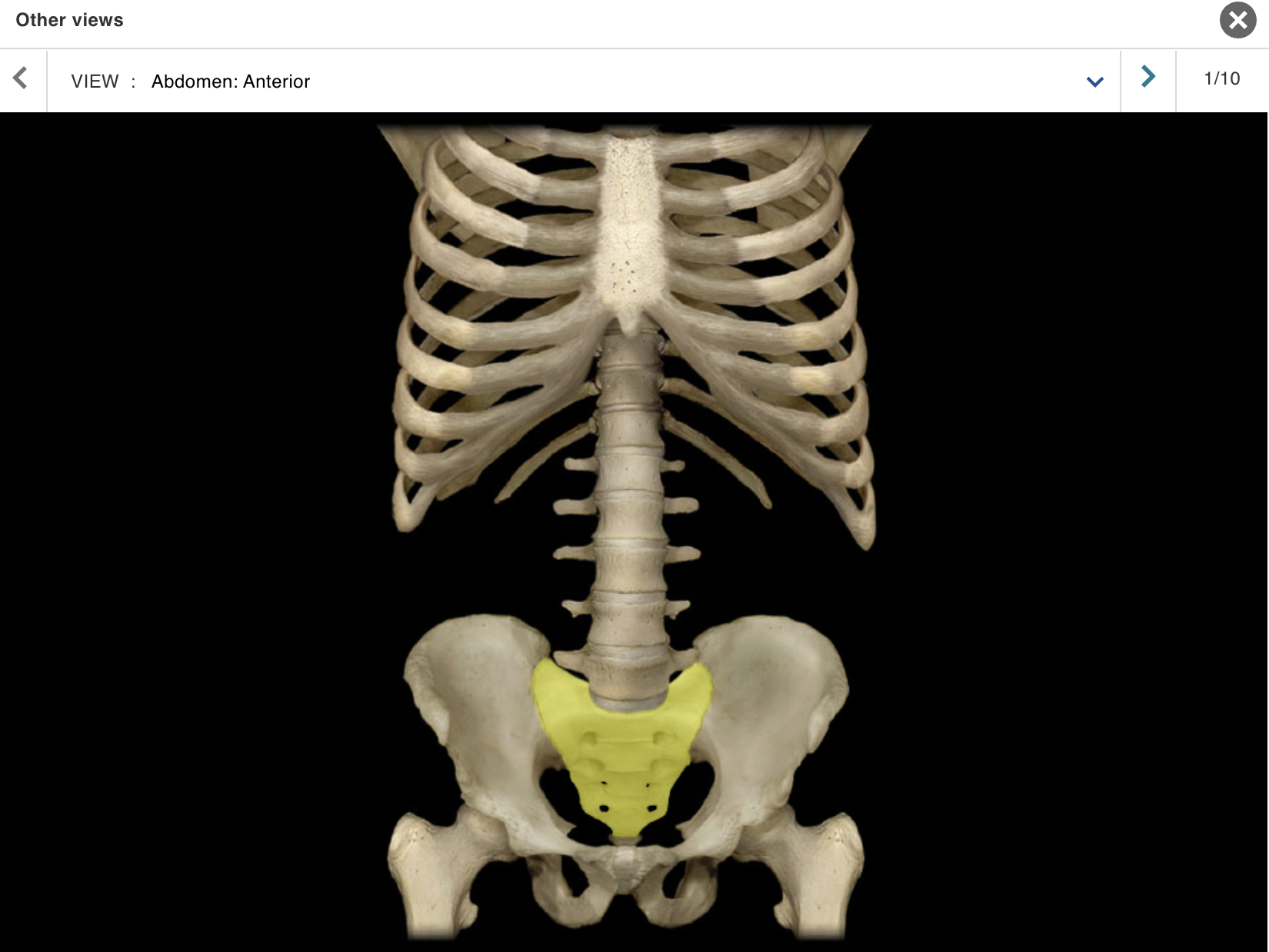 <p>Location:</p><ul><li><p>﻿﻿Lower back</p></li><li><p>﻿﻿Between L5 and Co1 vertebrae</p></li><li><p>﻿﻿Posterior wall of pelvis</p></li></ul><p class="p1">Description:</p><ul><li><p>﻿﻿Five fused vertebrae</p></li><li><p>﻿﻿Triangular bone wedged between hip bones</p></li></ul><p>Comment:</p><p class="p1">• Sacral promontory (the prominent, projecting edge of base of sacrum formed by superior border of S1 vertebral body) is landmark for establishing female pelvic dimensions</p>