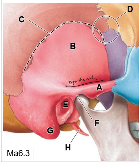 <p>E</p>