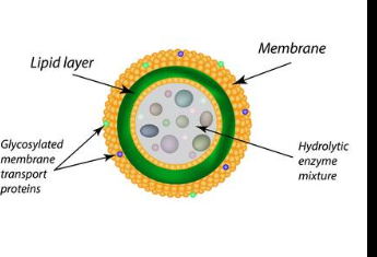 <p>Organelle that contains digestive enzymes, allowing a “clean up” of the cell</p>