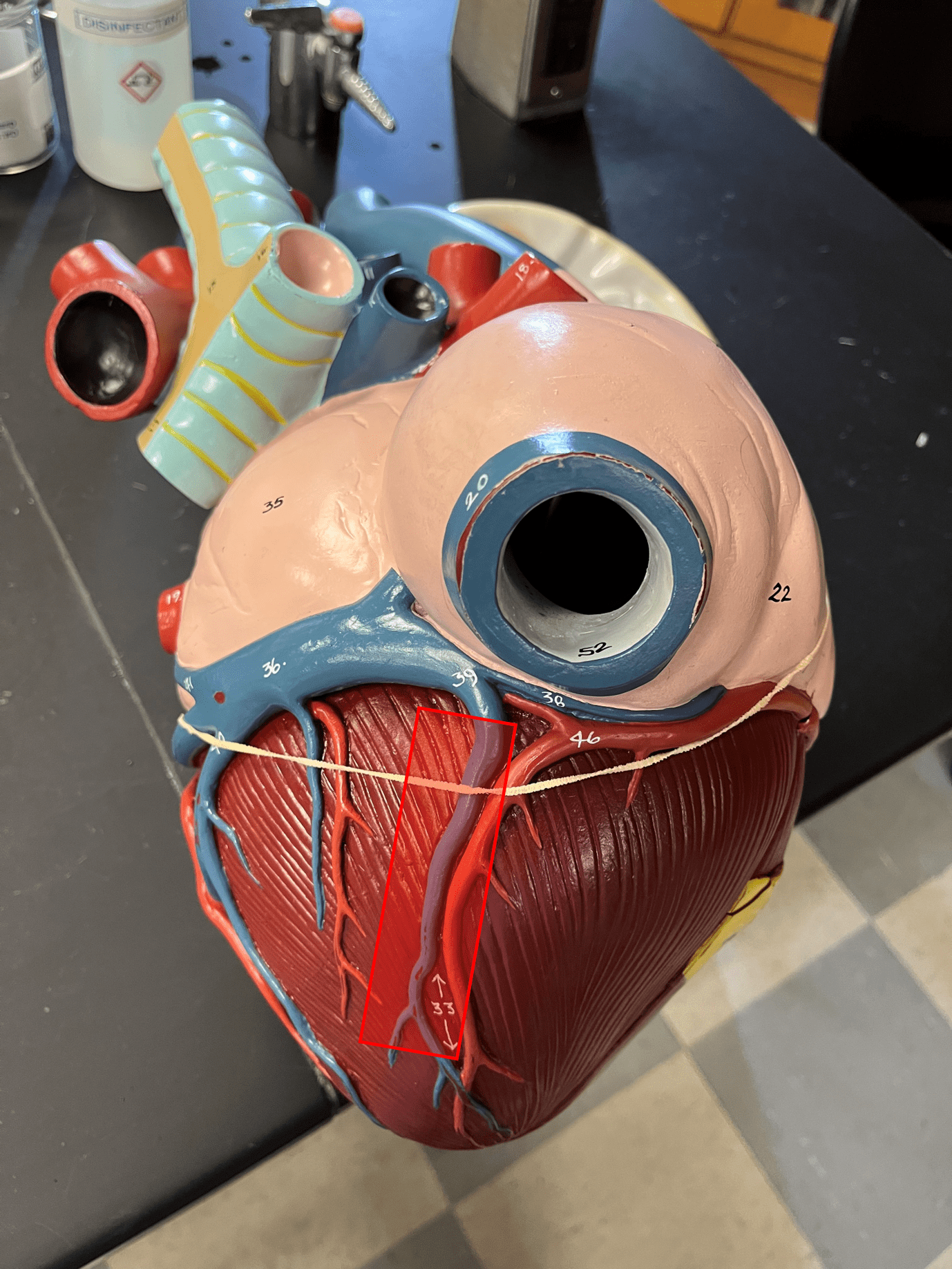 • Part of the coronary circulation.

• Drains the myocardium on the posterior side of the heart, just inferior to the coronary sinus.

• Leads to the coronary sinus.