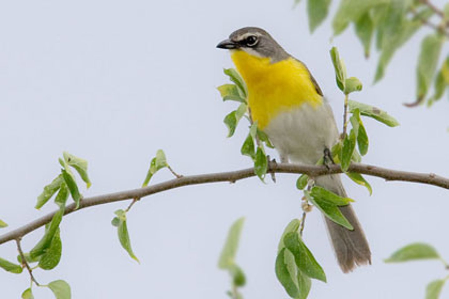 <p>Passeriformes Parulidae</p>