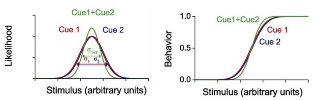 <p>when you combine the 2 cues, the combined estimate in more precise&nbsp;</p><p>combined modality psychometric curve is steeper than single modality</p>