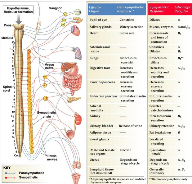 <p>one autonomic branch is excitatory, the other is inhibitory</p><ul><li><p>parasympathetic (rest &amp; digest) and sympathetic (fight or flight)</p></li><li><p>most organs receive input from both branches</p></li></ul>