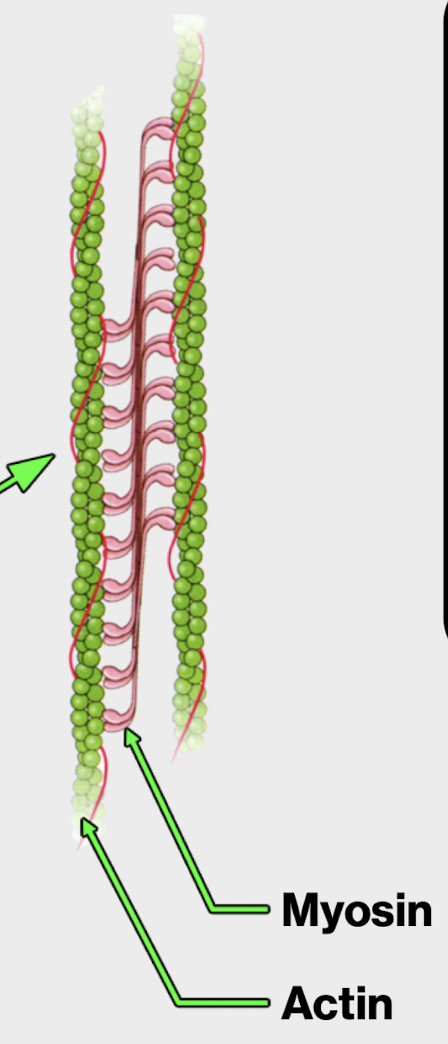 <p>no, but rather as a lattice that crosses through the cell</p><p>still contain actin and myosin*, DO NOT CONTAIN MYOFIBRIL</p>