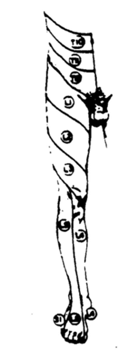 <p>Medial shin, ankle, and foot.</p>