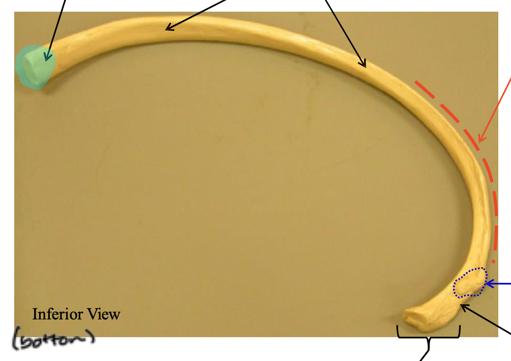 <p>Name the highlighted region.</p>