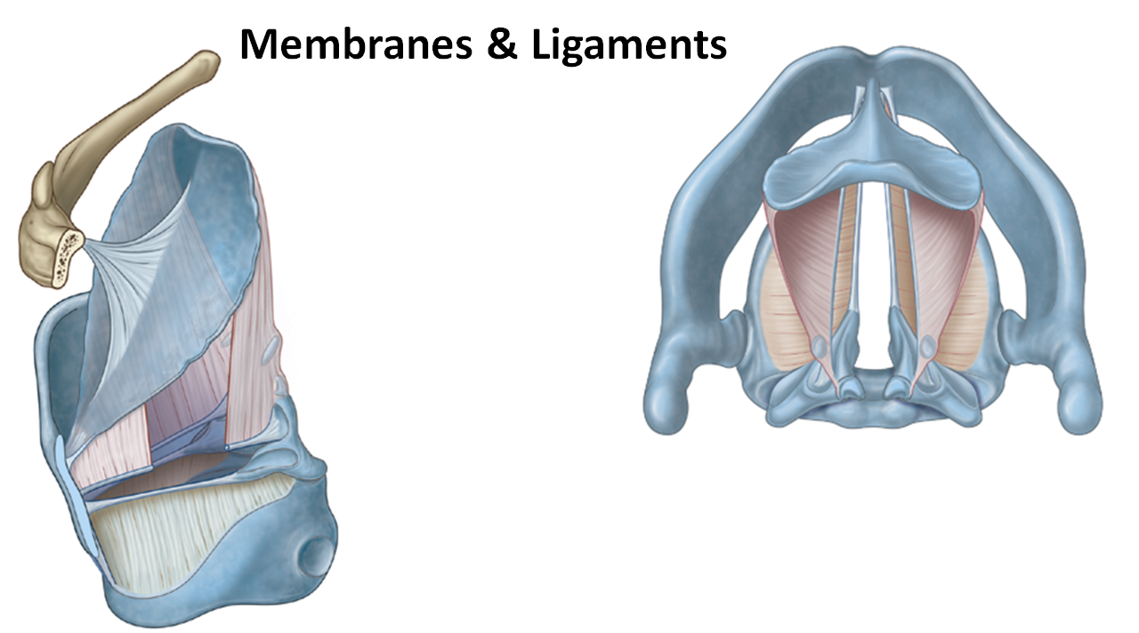 <p>What are the <strong>key ligaments and membranes</strong> of the larynx?</p>