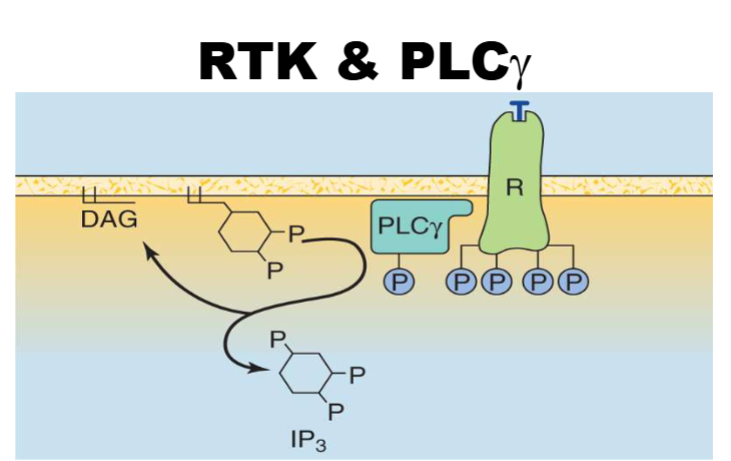 <ul><li><p class="my-2 [&amp;+p]:mt-4 [&amp;_strong:has(+br)]:inline-block [&amp;_strong:has(+br)]:pb-2">RTK activation leads to phosphorylation of PLCγ.</p></li><li><p class="my-2 [&amp;+p]:mt-4 [&amp;_strong:has(+br)]:inline-block [&amp;_strong:has(+br)]:pb-2">Activated PLCγ converts PIP₂ in the membrane into DAG and IP₃.</p></li><li><p class="my-2 [&amp;+p]:mt-4 [&amp;_strong:has(+br)]:inline-block [&amp;_strong:has(+br)]:pb-2"><strong>DAG</strong> stays in the membrane and activates protein kinase C.</p></li><li><p class="my-2 [&amp;+p]:mt-4 [&amp;_strong:has(+br)]:inline-block [&amp;_strong:has(+br)]:pb-2"><strong>IP₃</strong> diffuses in the cytoplasm and triggers Ca²⁺ release from the ER</p></li></ul><p></p>