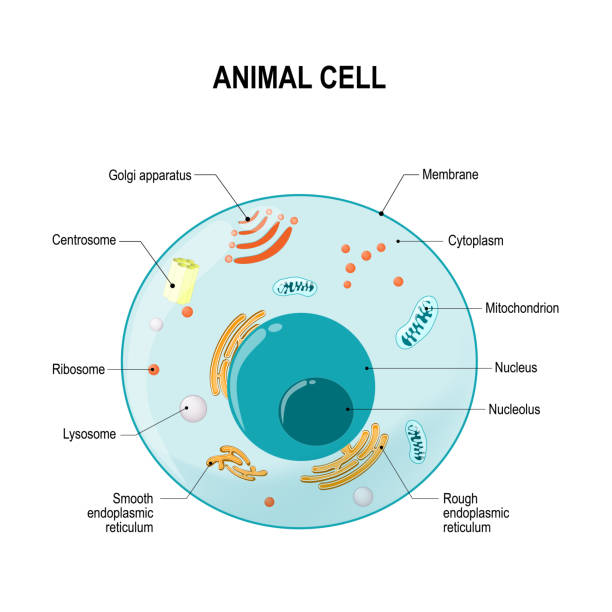 <ul><li><p>multicellular</p></li><li><p>no cell wall</p></li><li><p>heterotrophs</p></li></ul><p></p>