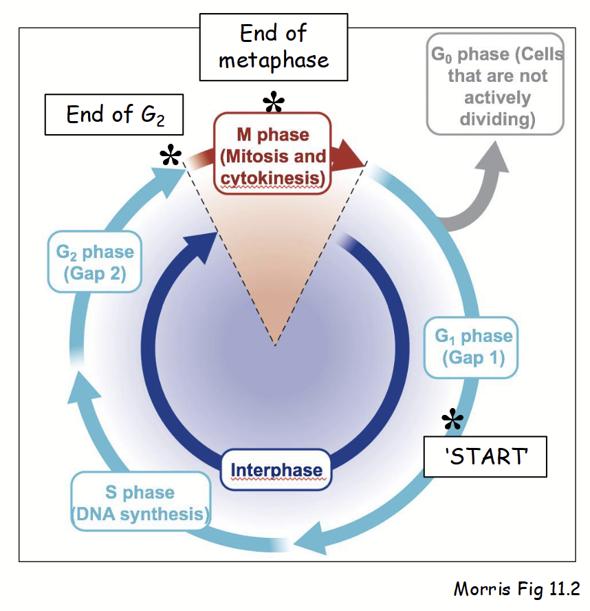 <ul><li><p>Understanding cell cycle regulation = important implications for cancer.</p></li><li><p>Progression (or arrest) through cell cycle regulated at distinct stages - “<u>checkpoints</u>”.</p><ul><li><p>Involve surveillance mechanisms that ensure cell cycle proceeds properly.</p></li><li><p>If not: (e.g. DNA damage due to UV irradiation) cellular signals lead to cell death (apoptosis), cell cycle arrest (senescence), or disease (cancer).</p></li></ul></li><li><p>Several primary checkpoints in cell cycle: mid G<sub>1, </sub>end of G<sub>2, </sub>end of metaphase.</p></li><li><p>Progression involves <strong>positive controls</strong>: <strong><u>nucleocytoplasmic (mobile) factors</u></strong> responsible for mediating transitions from one phase to next.</p></li><li><p>Transition through checkpoints controlled by <strong>mitotic cyclins</strong> and <strong>cyclin-dependent kinases (CDKs)</strong>.</p></li></ul><p></p>
