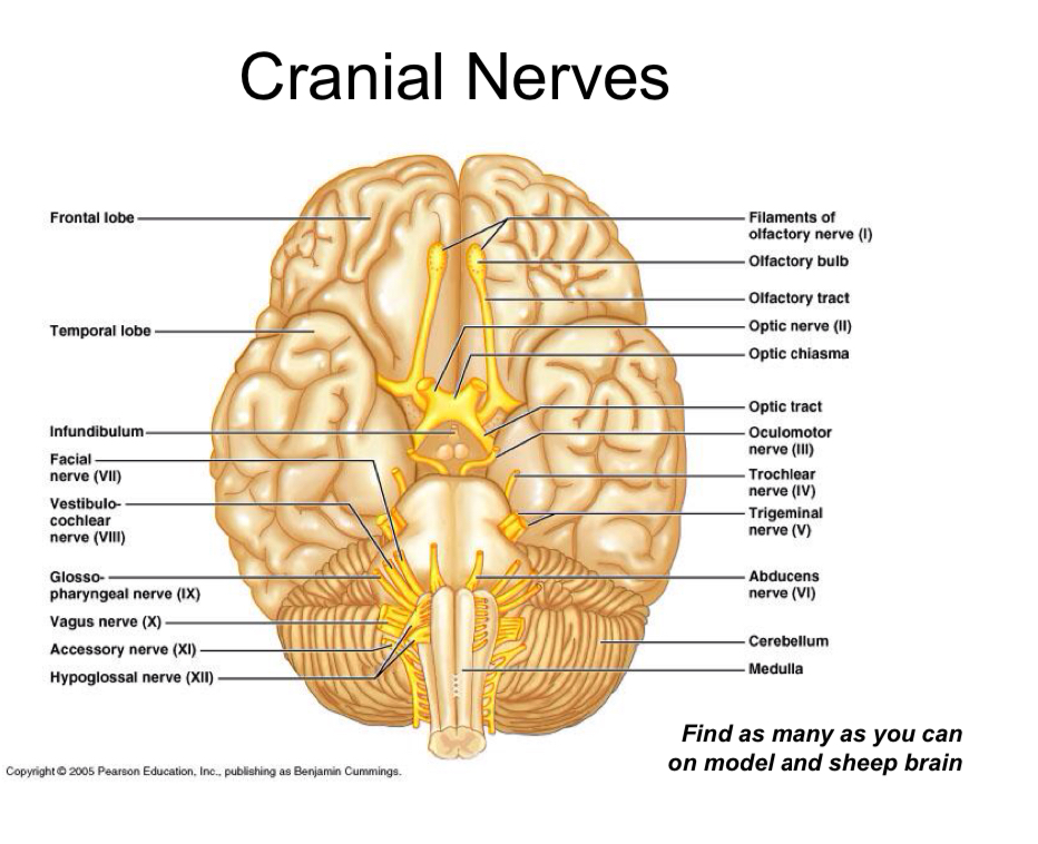 <p>How many nerves in the somatic nervous system</p>