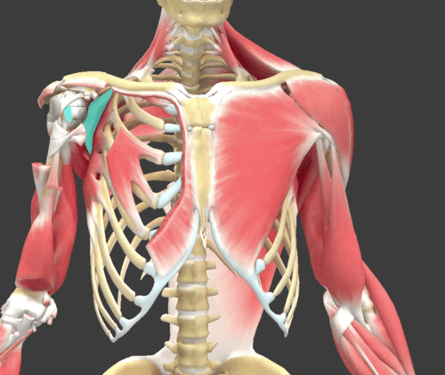 <p>What Muscle Is Highlighted?</p>