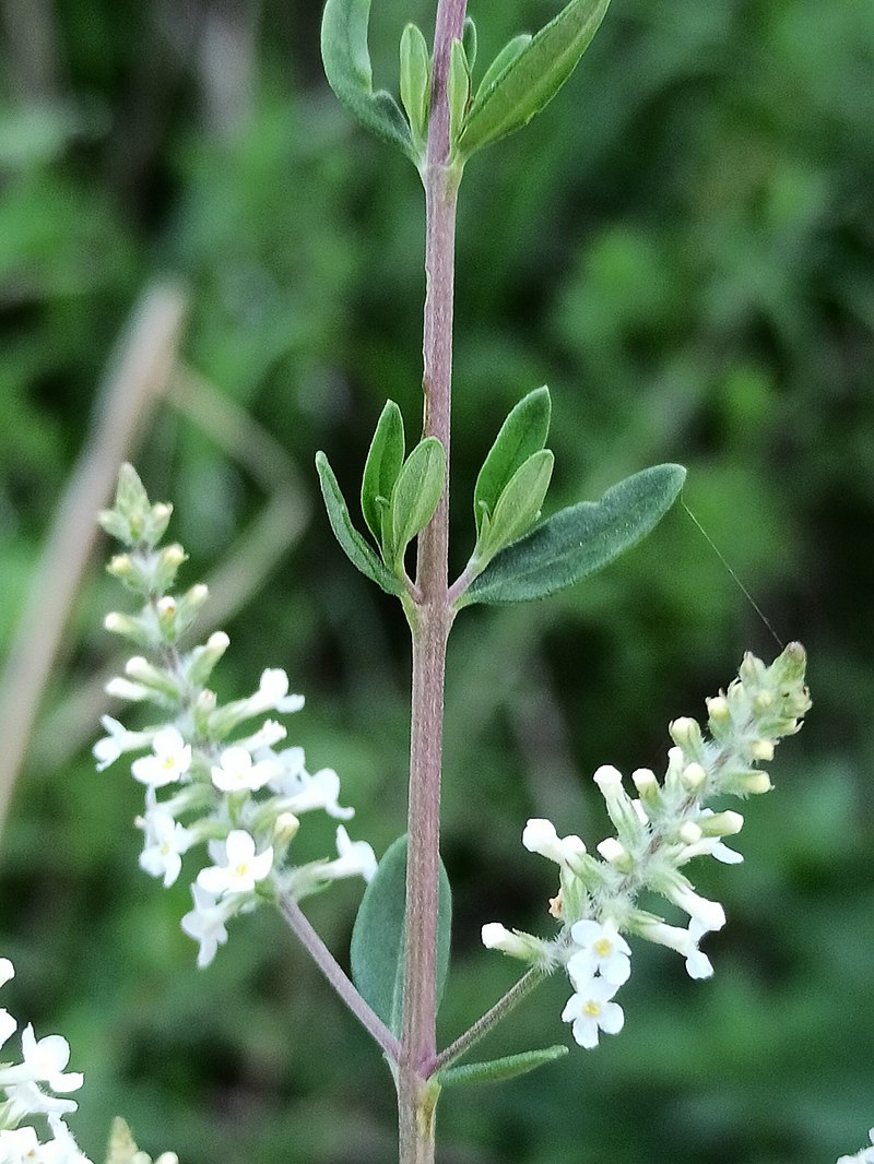 Aloysia gratissima