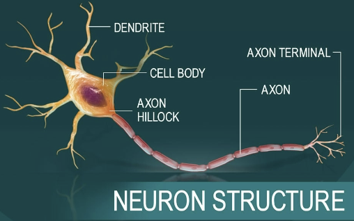 <ul><li><p><strong>STRUCTURE</strong></p><ul><li><p>Each neuron has one axon that starts at cone-shaped area are called <strong><em>axon hillock</em></strong></p></li><li><p>In some neuron axons are short or absent; in others, axon comprises almost entire length of cell</p><ul><li><p>Some axons can be over 1 meter long</p></li></ul></li><li><p><strong><em>Nerve fibers</em></strong> → Long axons</p></li><li><p><strong><em>Axon collaterals</em></strong> → Occasional branches</p><ul><li><p>Can number as many as 10,000 terminal branches</p></li></ul></li><li><p><strong><em>Axon terminals</em></strong> (or terminal boutons) → Distal endings</p></li></ul></li><li><p><strong>FUNCTION</strong></p><ul><li><p><span style="color: red"><strong><em>Axon is the conducting region of neuron</em></strong></span></p></li><li><p>Generates nerve impulses and transmits them <span style="color: red"><strong>AWAY</strong></span> from <strong><em>axolemma</em></strong> (neuron cell membrane) to <strong><em>axon terminal</em></strong></p><ul><li><p><strong><em>Terminal</em></strong> → region that secretes <span style="color: purple"><strong><u>neurotransmitters</u></strong></span>, which are released into extracellular space</p></li><li><p>Can excite or inhibit neurons it contracts</p></li></ul></li><li><p>Carries conversations with different neurons at same time</p></li><li><p>Axons rely on cell bodies to renew proteins and membranes</p></li><li><p>Quickly decay if cut or damaged</p></li></ul></li></ul><p></p>