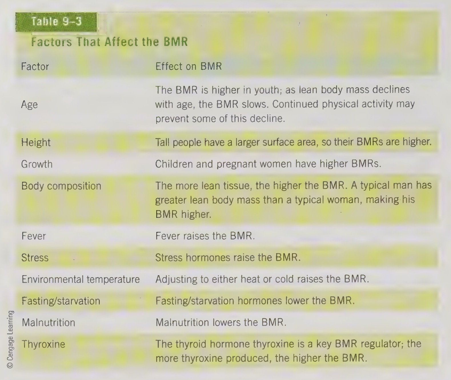 <ul><li><p>age, higher&nbsp; in children and creases with age</p></li><li><p>height, taller people have higher BMR because more surface area</p></li><li><p>period of growth, have a higher BMR (ex. children and pregnancy)</p></li><li><p>body composition, more lean muscle mass higher BMR</p></li><li><p>fever and stress, increase BMR</p></li><li><p>environmental temp., increases BMR</p></li><li><p>fasting, starvation, malnutrition, lower BMR (make weight loss tricky)</p></li><li><p>thyroxine, higher levels, higher BMR</p></li></ul><p></p>