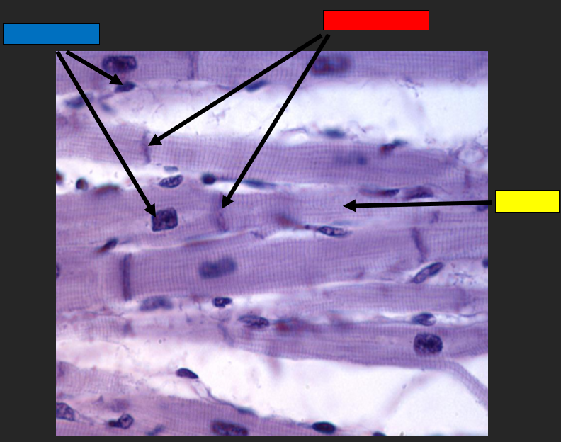 <p>What do the arrows pointing from the blue box indicate?</p>