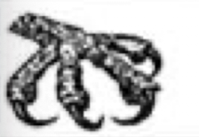 <p>Anatomy of foot dependent on lifestyle. What type of bird’s foot is shown in the picture below? What are its functions? In which types of birds is it typically seen?</p>