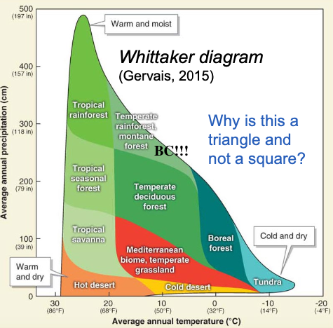 <p><strong>Vegetation</strong> = Needleleaf & broadleaf trees, epiphytes, bryophytes (moss), shrubs, ferns</p><p><strong>Adaptations</strong> = Layers, long-living, shade tolerant, regrow in gaps</p><p><strong>Features</strong> = Valuable wood, high biodiversity & biomass, rare, important to protect/conservation</p><p><strong>Human Impact </strong>= Logging, turning forest to city</p><p></p><p>e.g., BC!!!</p><p></p><p><strong><u>Fastest timber growth of all forest types</u></strong></p><p></p><p></p><p>wet, moderate climate forest</p><p></p><p><em>rainy, mild, humid</em></p>