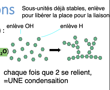 <ul><li><p>2 molécules liées ensemble</p></li><li><p>perte d’une plus petite molécule (gén. 1 H2O)</p></li><li><p>consomme énergie (ATP)</p></li><li><p>anabolisme → a-ttacher</p><ul><li><p>synthèse de nouvelles structures cell. à partir de molécules simples</p></li></ul></li></ul><p></p>