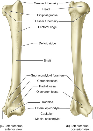 <ul><li><p>also known as the <strong>arm bone </strong></p></li><li><p><strong>long bone</strong></p></li><li><p>the epiphysis (or the ends of the bones) look rounder at the top and round-ish on the bottom </p></li></ul><p></p>