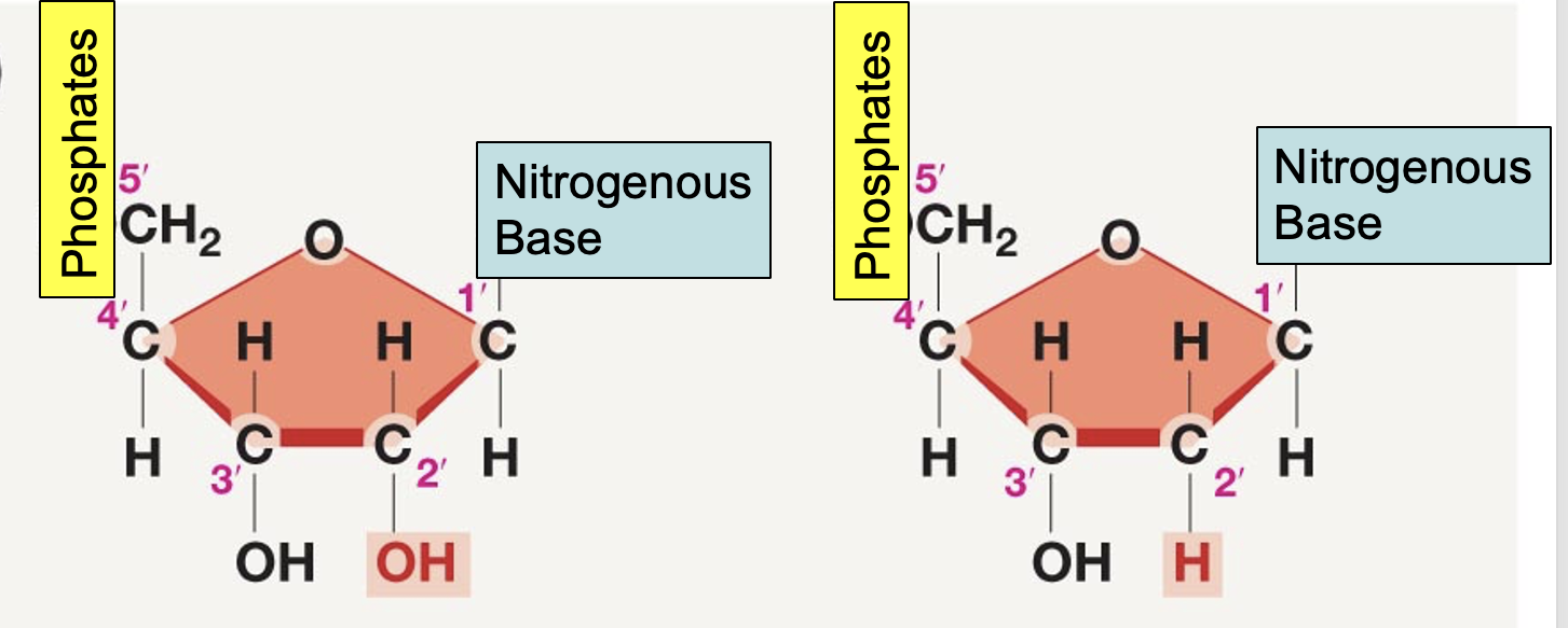 <p>sugar in DNA vs RNA</p>