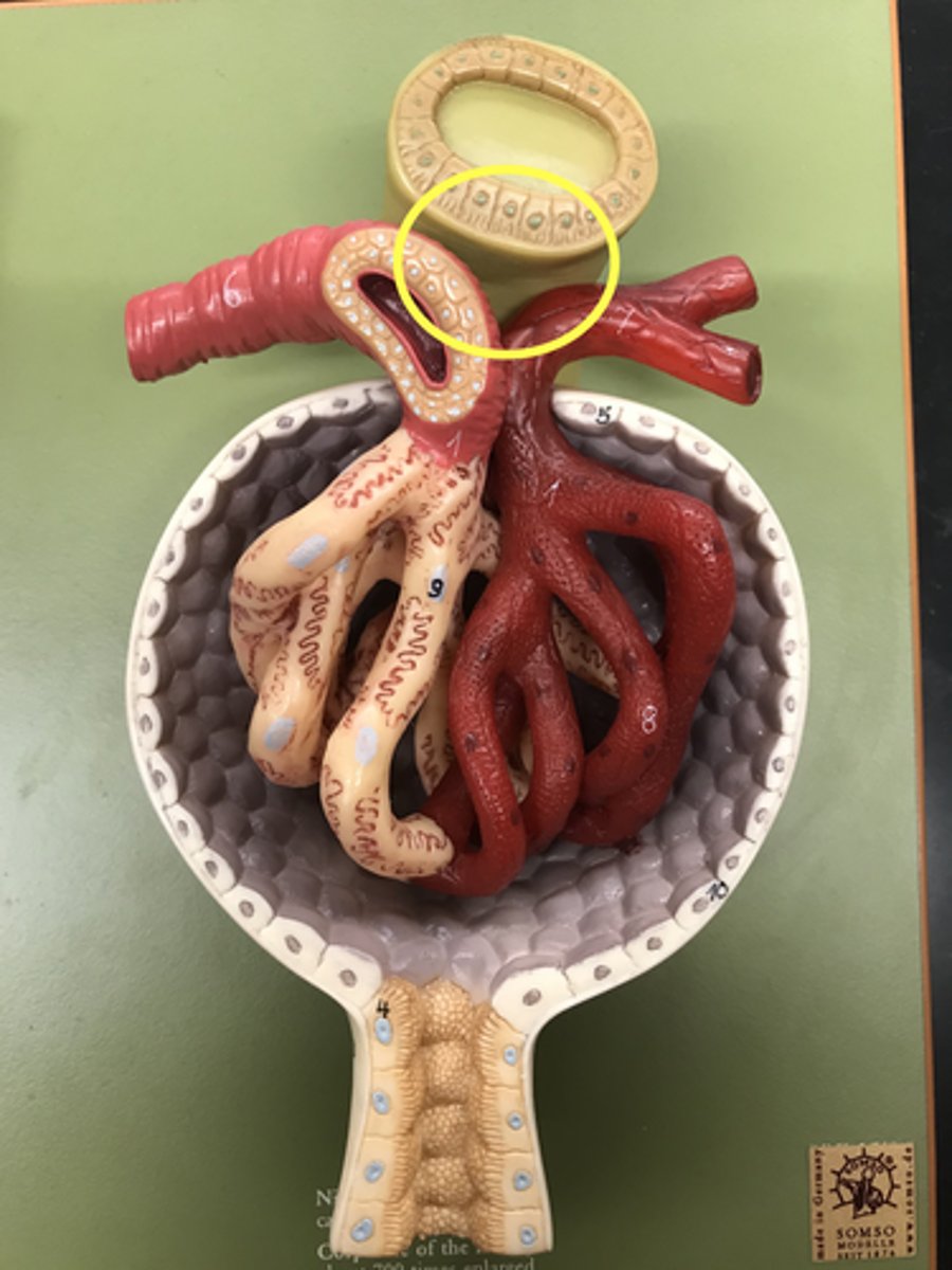 <p>Name this STRUCTURE</p><p><em>likely on practical</em></p>