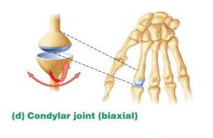 <p>An oval condyle fits into an oval depression on the other bone</p>