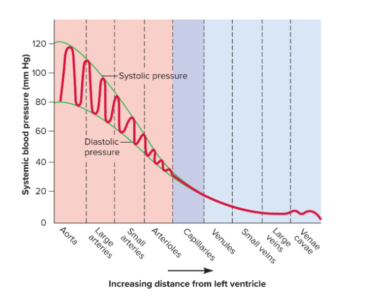 Systolic and diastolic pressures are lower and there is less difference between them when they are farther away from the heart
(There is no pulse pressure beyond the arterioles)
